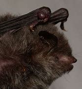 Image result for Bat with Harelip