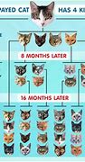 Image result for Cat Spay Generations