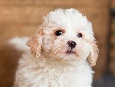 Image result for Poodle Mix Dogs