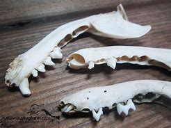 Image result for Raccoon Jaw Bone with Teeth