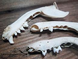 Image result for Raccoon Jawbone