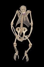 Image result for Chimpanzee Foot Skeleton Side View