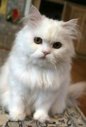 Image result for Cream Persian Cat