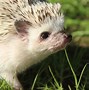 Image result for Smiling Baby Hedgehog