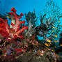 Image result for Underwater iPhone 12 Wallpaper