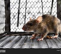 Image result for Mice in Cage