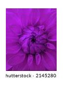 Image result for Free Screensavers Purple Flowers