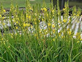 Image result for Bulbine frutescens (Yellow)