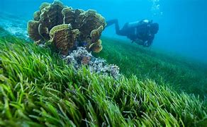 Image result for Ocean Habitat Plants