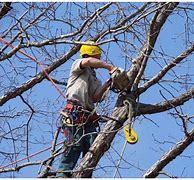 Image result for Tree Pruning Pictures