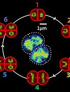 Image result for Nucleoid
