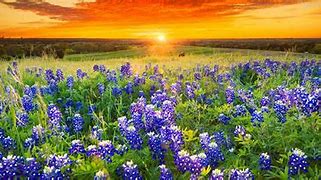 Image result for Texas Spring Wildflowers
