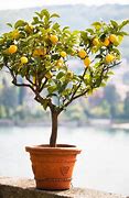 Image result for Tree in a Pot