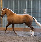 Image result for Palomino Mustang Horse