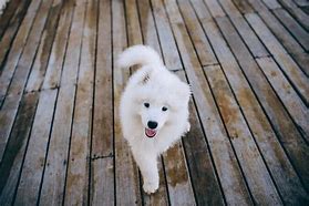 Image result for Cutest Dog in the World According to People