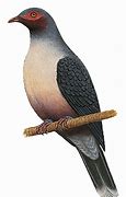 Image result for Gymnophaps Columbidae