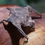 Image result for Washington State Bat Species