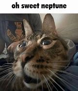 Image result for OH Sweet Neptune Meme Cat
