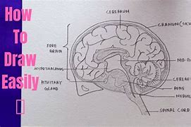 Image result for Inside Human Brain Anime