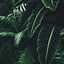 Image result for Plants Wallpaper for Laptop