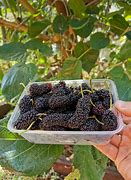 Image result for Black Mulberry Tree Pruned