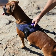 Image result for Flying Harness