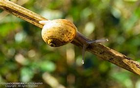 Image result for caracoleta