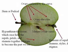 Image result for Stamen One Apple's