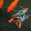 Image result for Japanese Koi Fish Painting