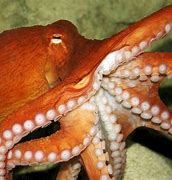 Image result for Surfing Octopus