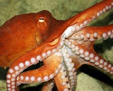 Image result for Sea Life Octopus