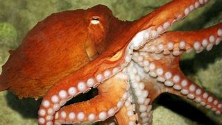 Image result for Octopus Full Body