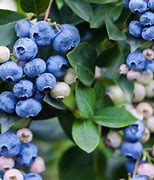 Image result for Blueberry Plants