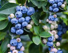 Image result for Blueberry Tree