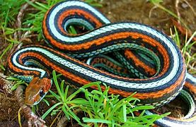 Image result for Pretty Snakes