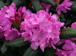 Image result for rhododendron