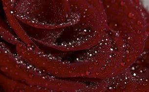 Image result for Diamond Rose iPhone 4 Image