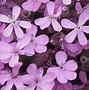 Image result for Saponaria ocymoides