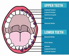 Image result for Teeth Names Diagram