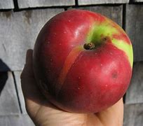 Image result for Turley Winesap