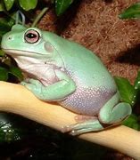 Image result for Cute Pet Frogs