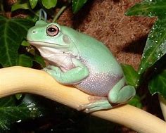 Image result for Pet Frog Types