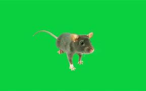 Image result for Funny Computer Mouse Greenscreen