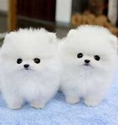 Image result for Top 10 Cutest Puppy