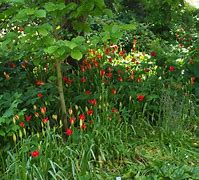 Image result for Tulipa sprengeri