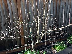 Image result for Picture of a Properly Pruned Apple Tree