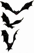 Image result for Bat Illustration PNG