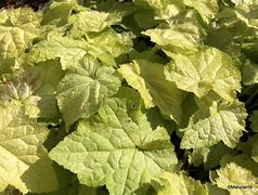 Image result for Tolmiea menziesii Cool Gold