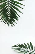 Image result for Plant with White Background