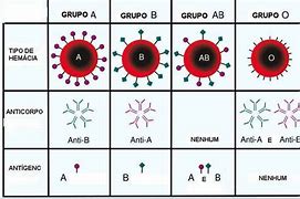 Image result for aglutinins